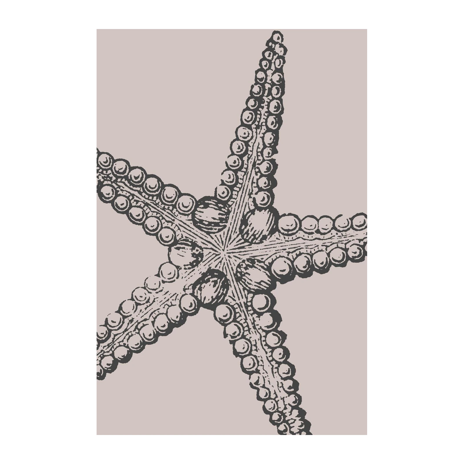 Vintage Starfish Botanical Illustration Wall Art