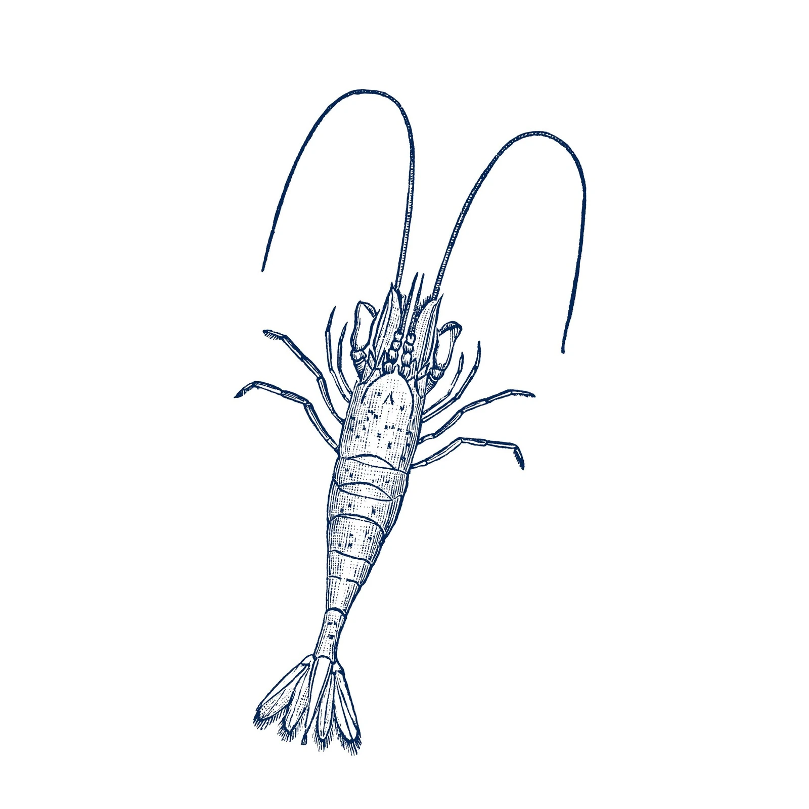 Vintage Shrimp Nautical Illustration Wall Art