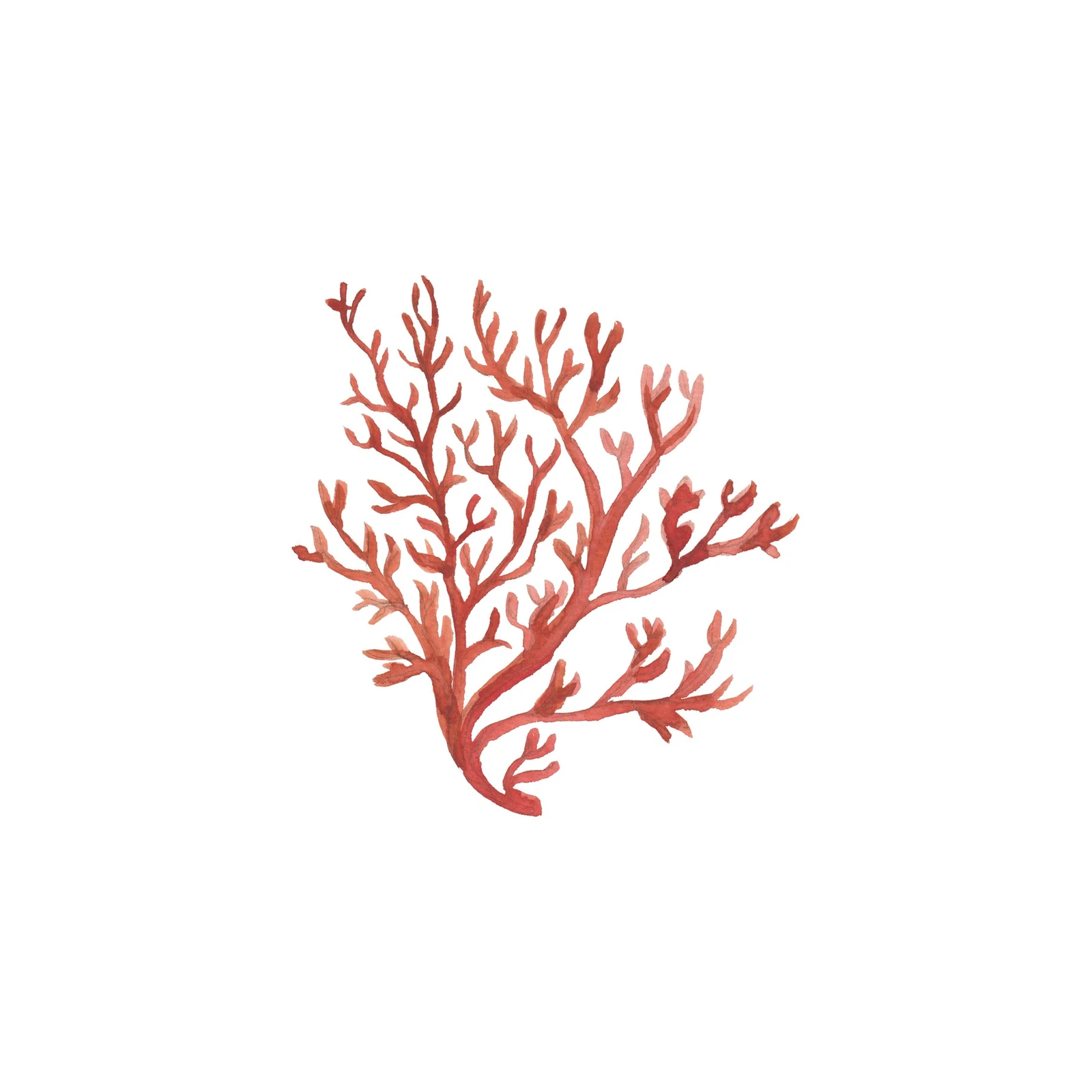 Red Coral Botanical Watercolor Wall Art