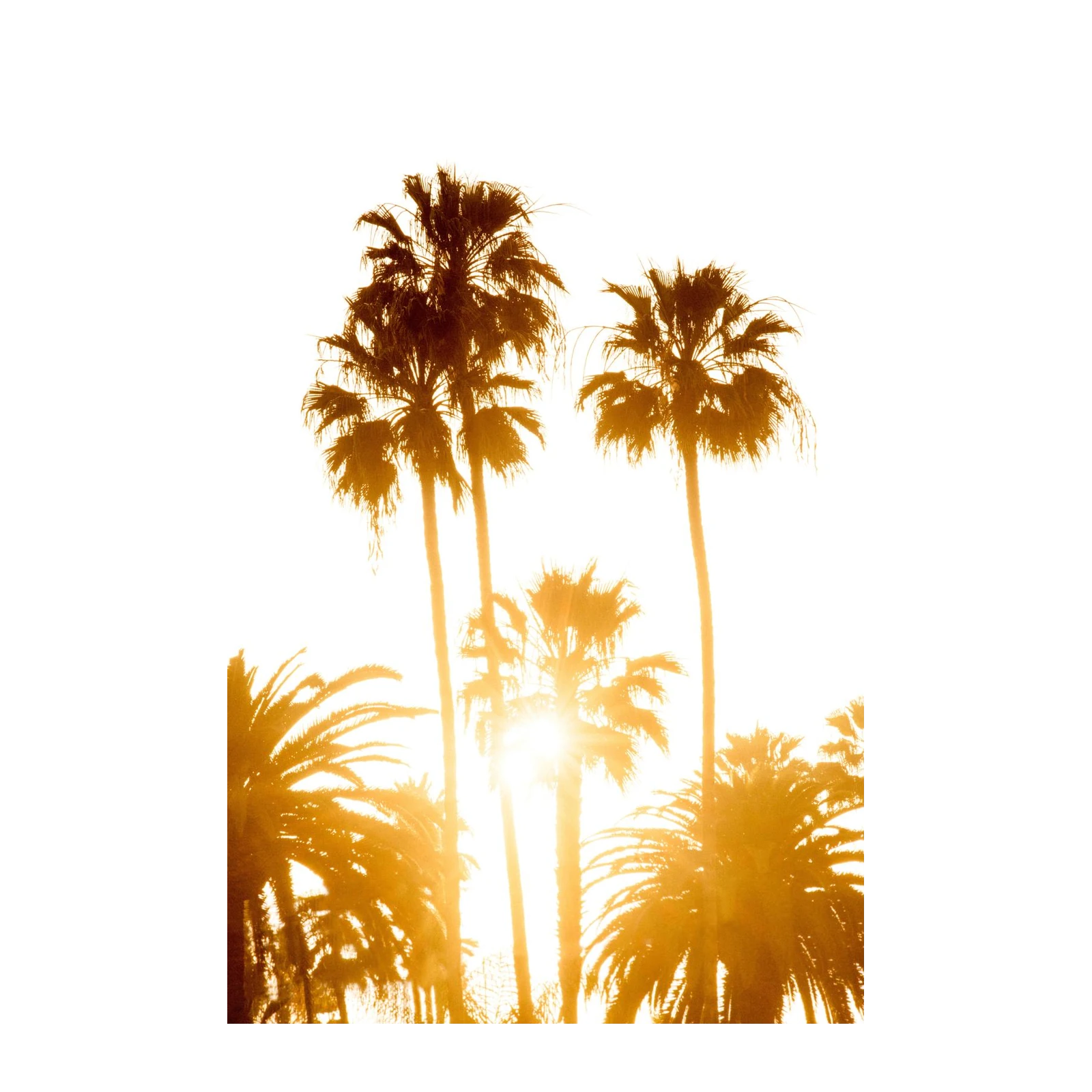 Golden Hour Palm Trees Wall Art