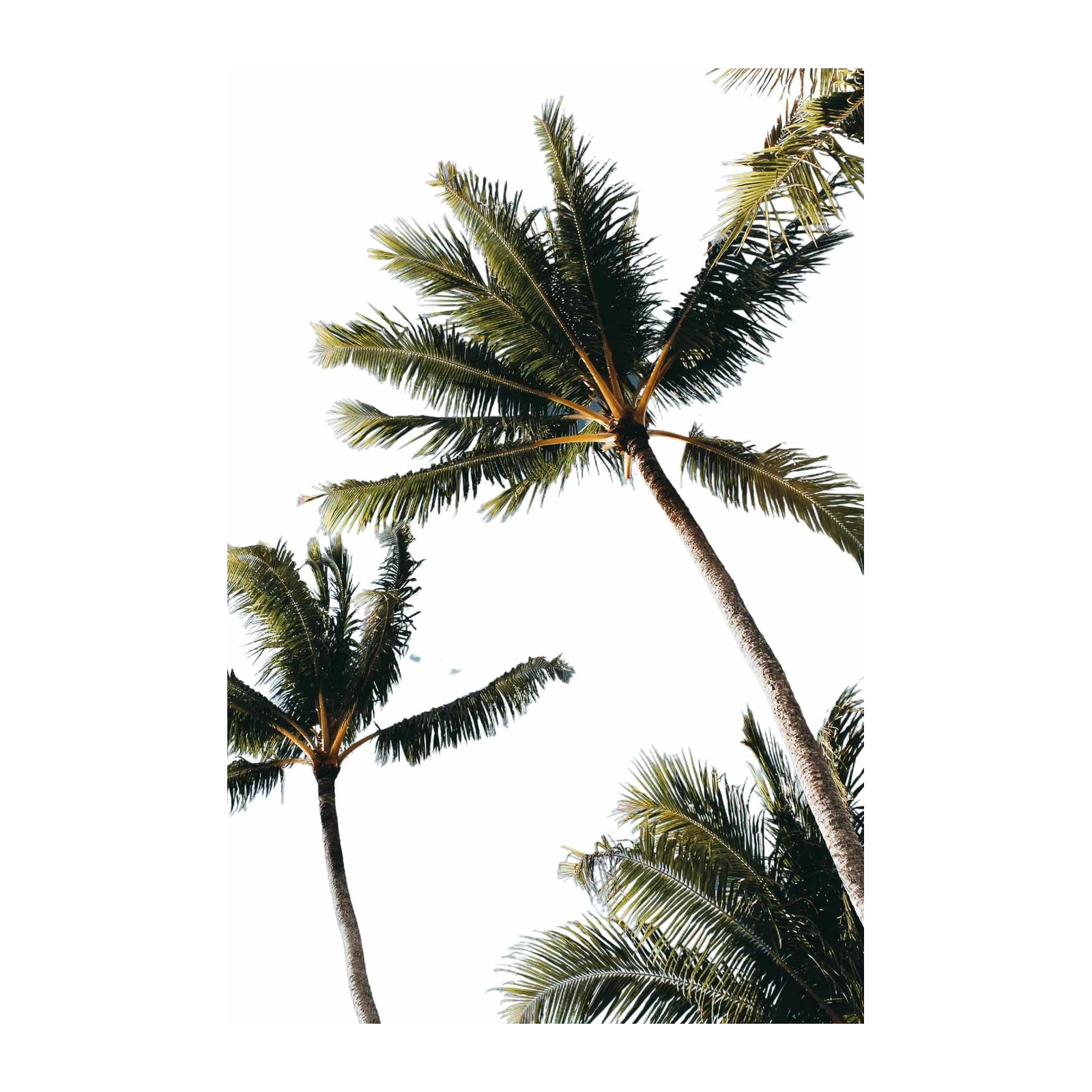 Tropical Palm Fronds Serenity Wall Art