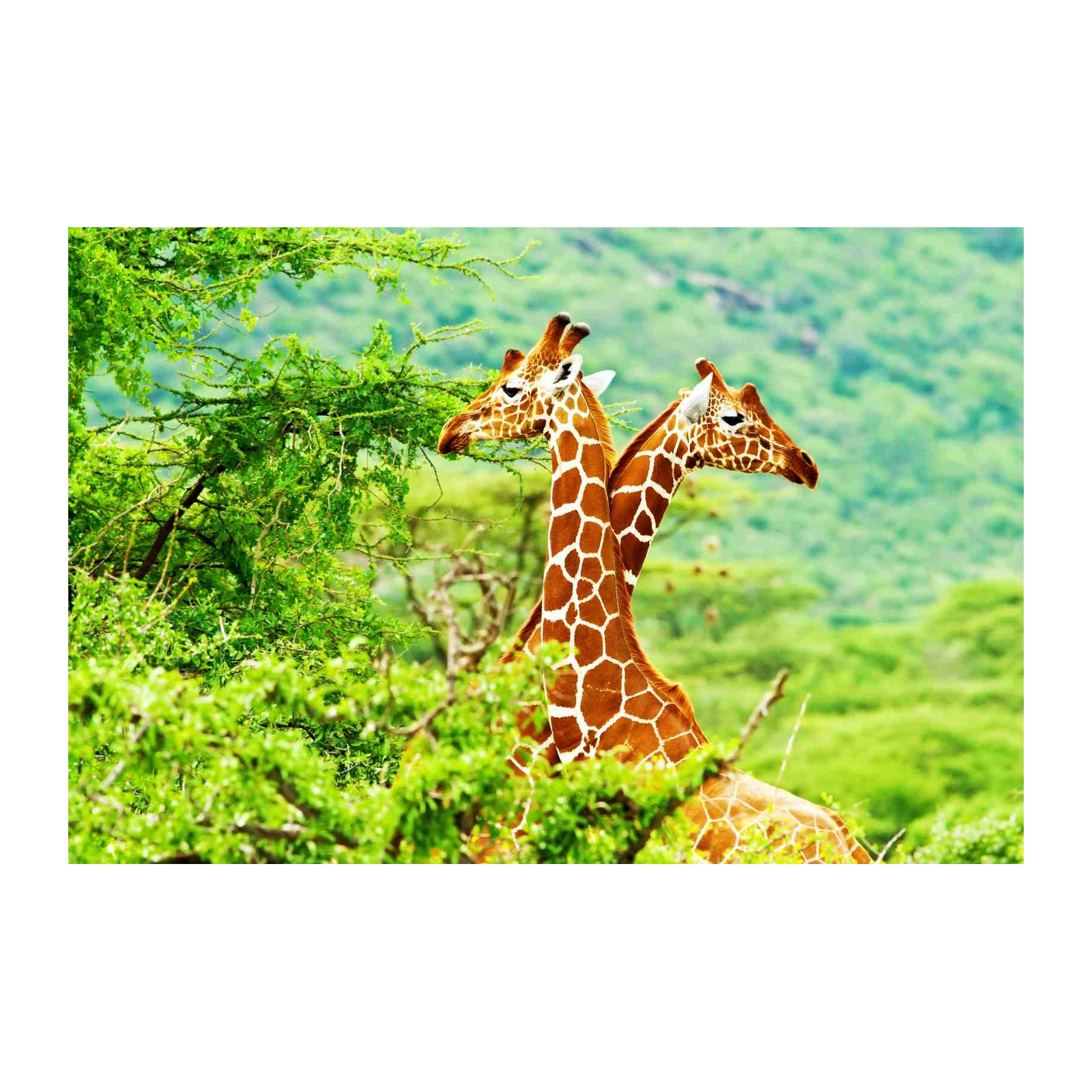 Two Giraffes in Lush Greenery Wall Art