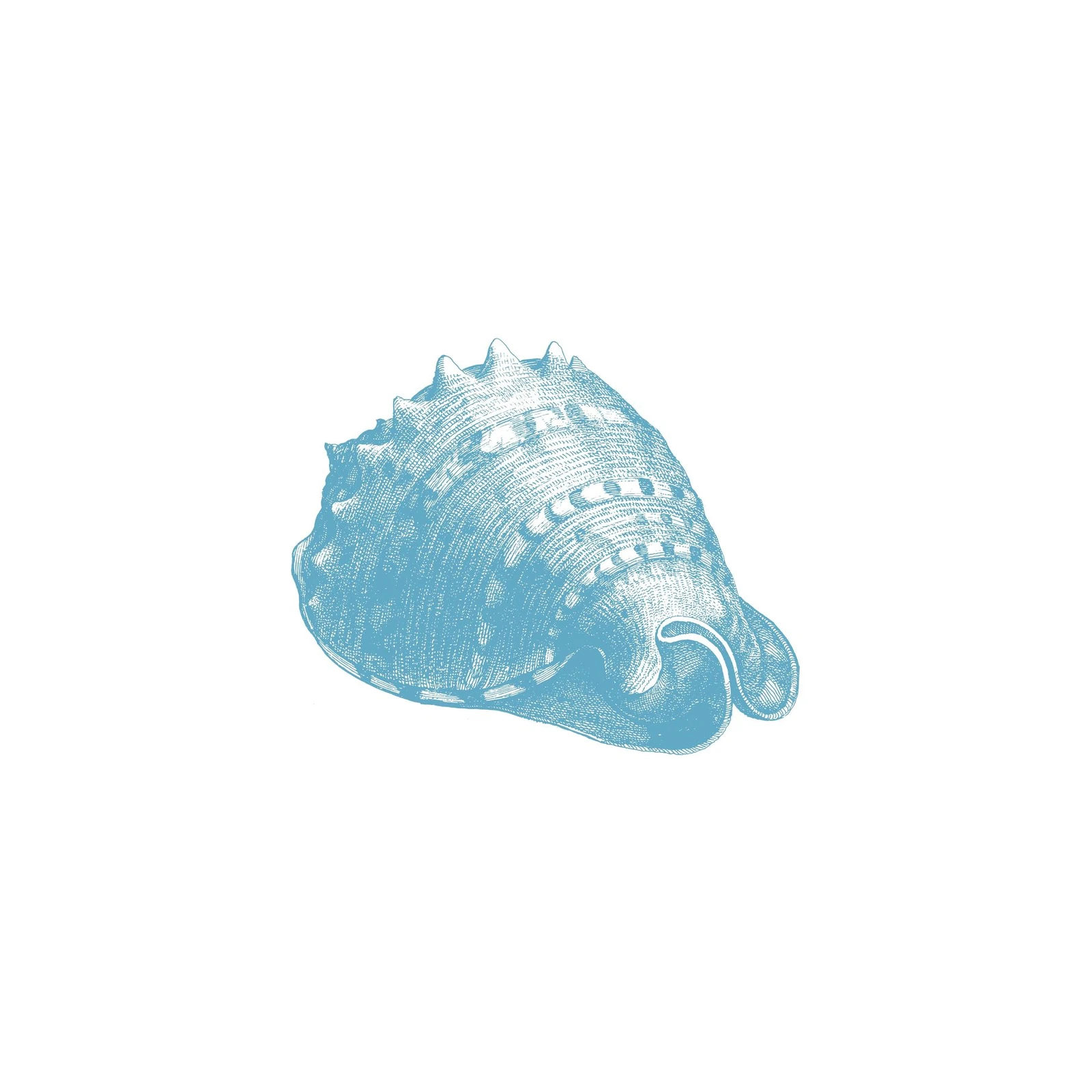 Serene Blue Seashell Sketch Wall Art