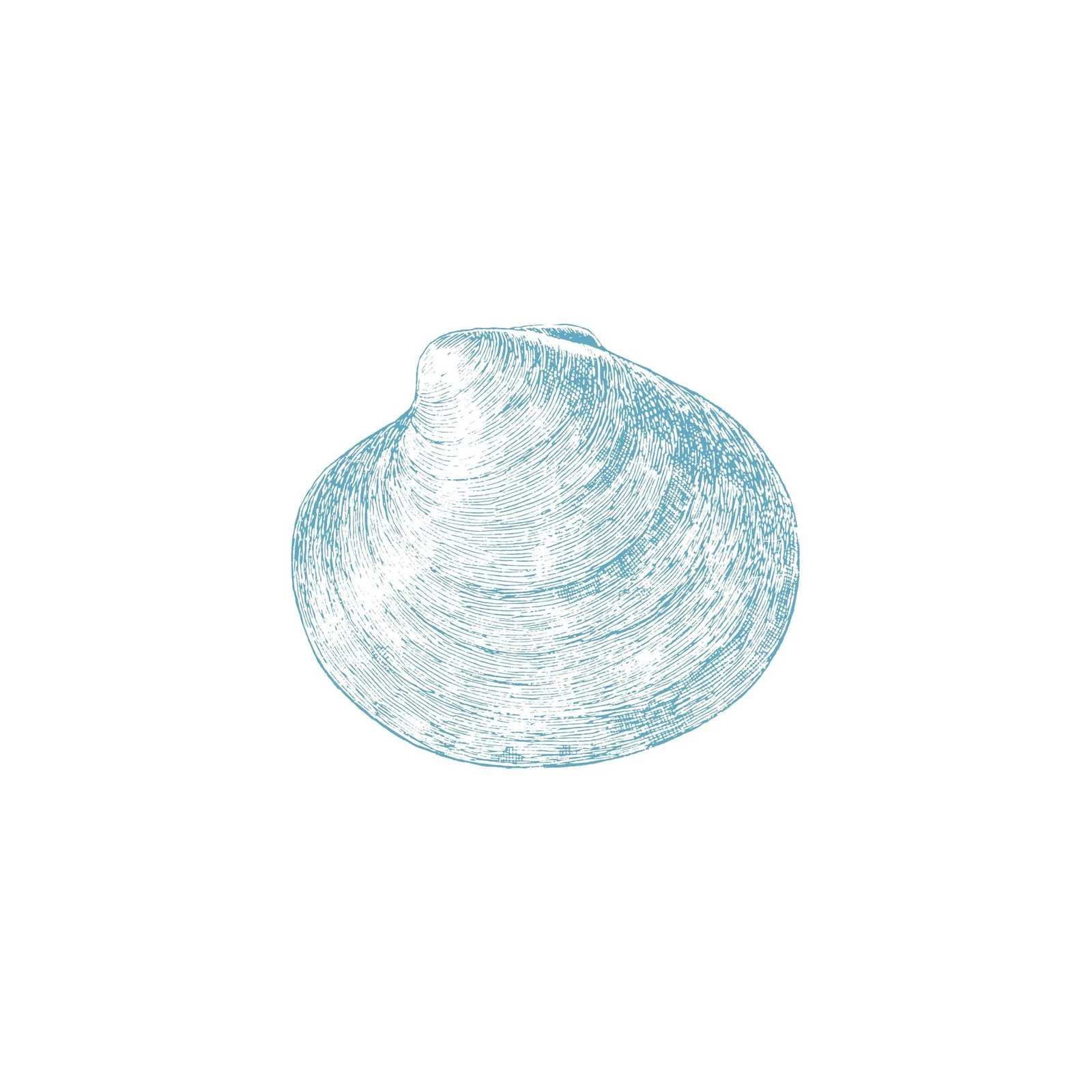 Coastal Clam Sketch Wall Art - Serene Beach Art