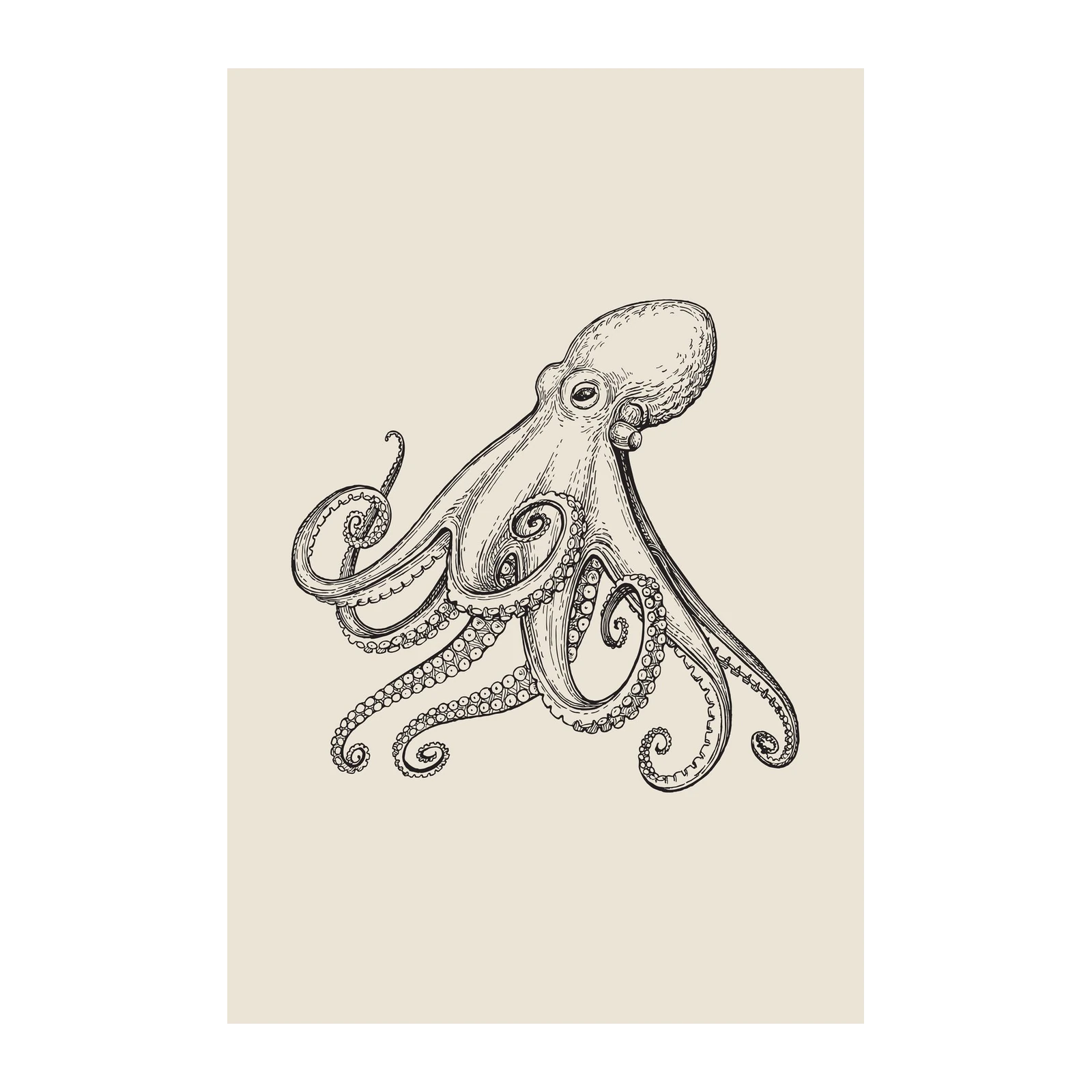 Vintage Octopus Sketch Wall Art Wall Art