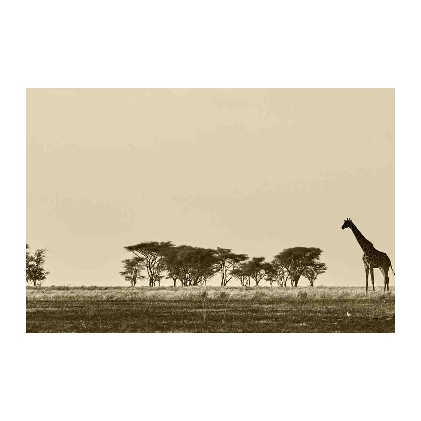Serene Giraffe Savannah Landscape Wall Art