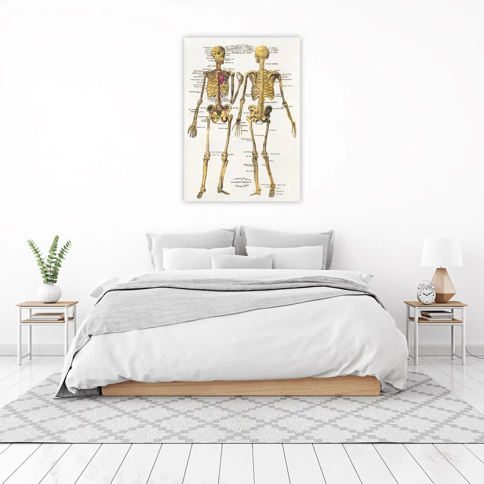 Vintage Anatomical Skeletons Wall Art