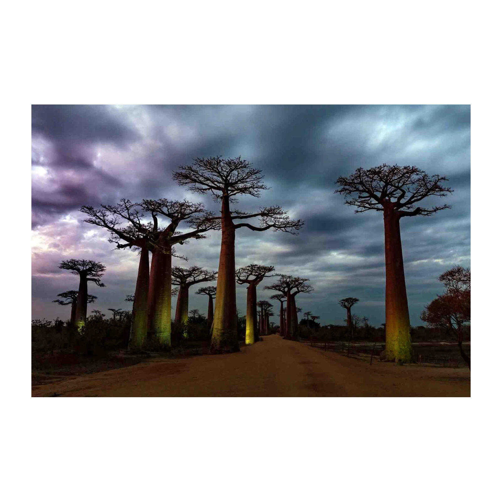 Majestic Baobab Alley Madagascar Wall Art