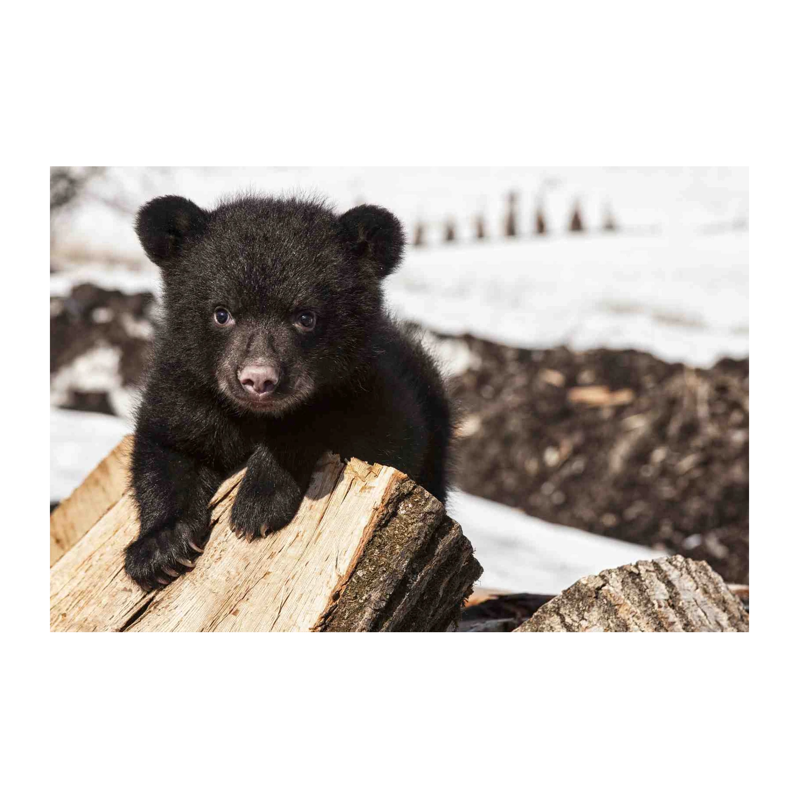 Adorable Bear Cub Portrait Wall Art - Wildlife Art