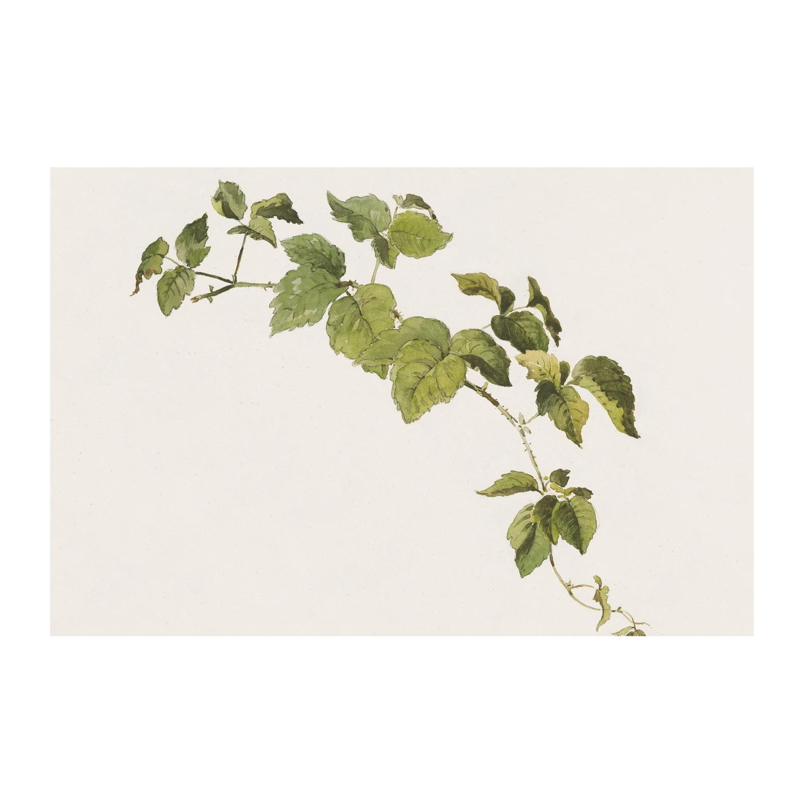 Botanical Greenery Watercolor Wall Art