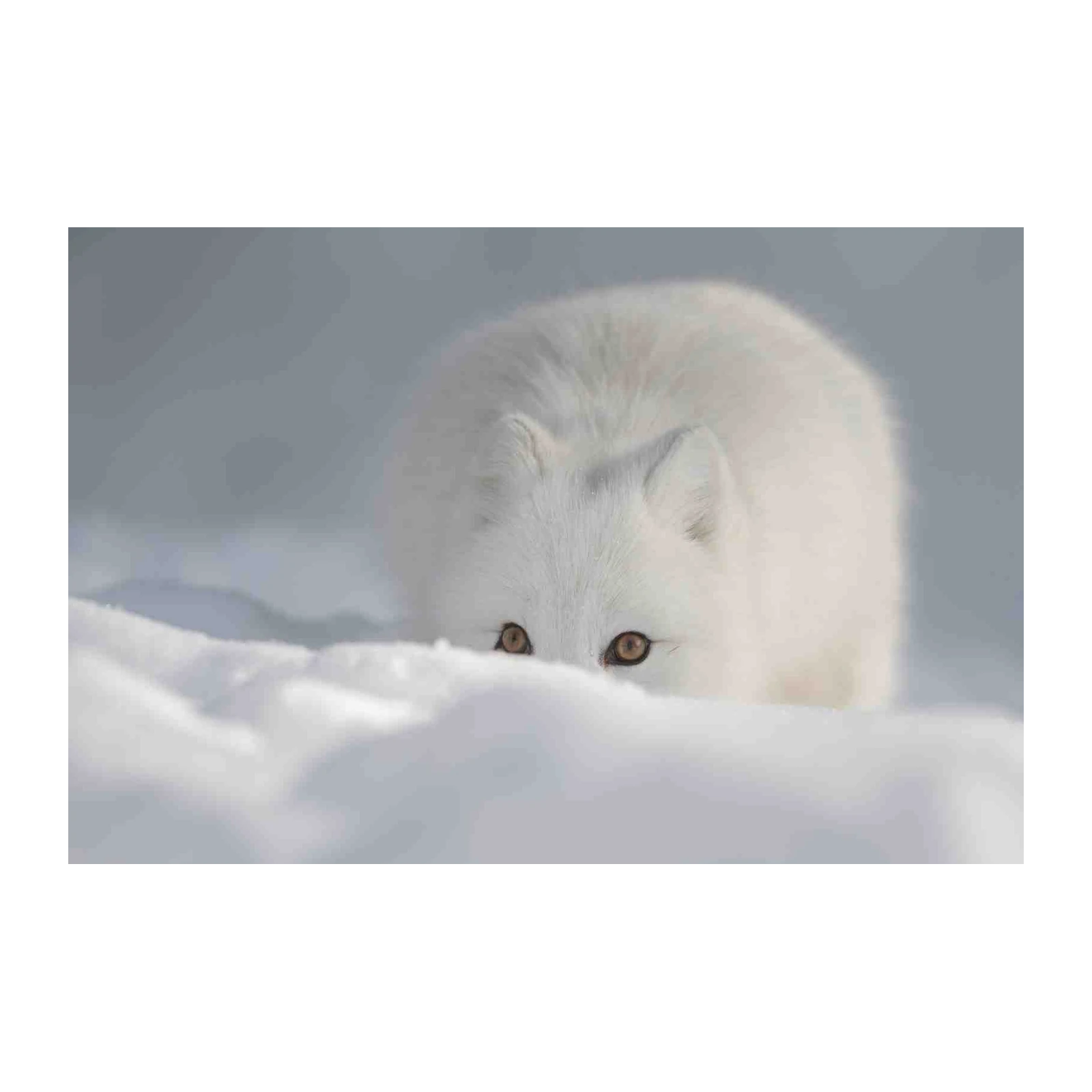 Arctic Fox Peeking White Snow Wall Art