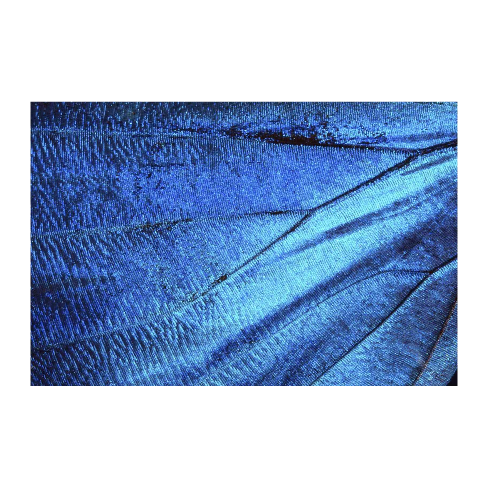 Vibrant Blue Butterfly Wing Macro Wall Art