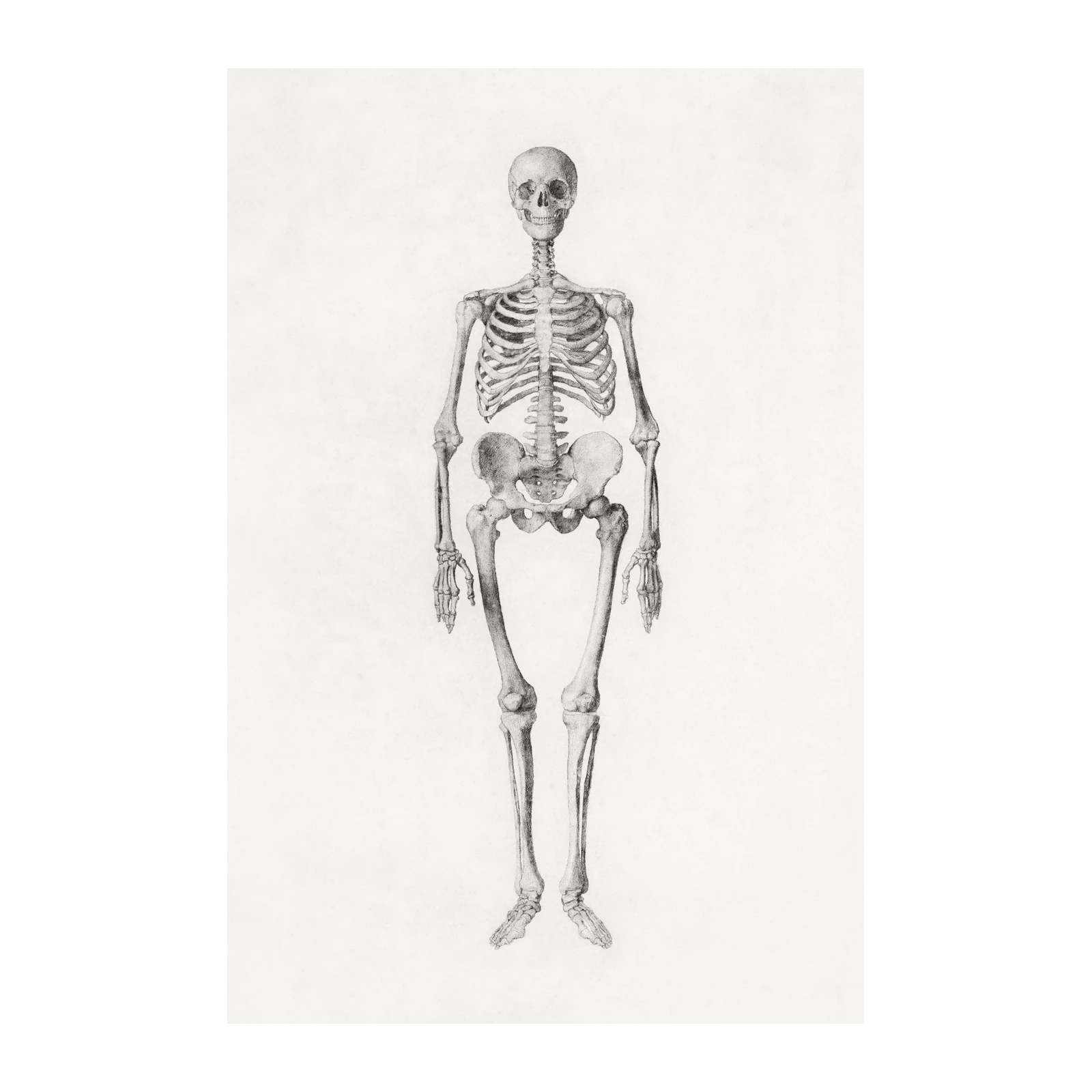 Vintage Anatomical Skeleton Sketch Wall Art