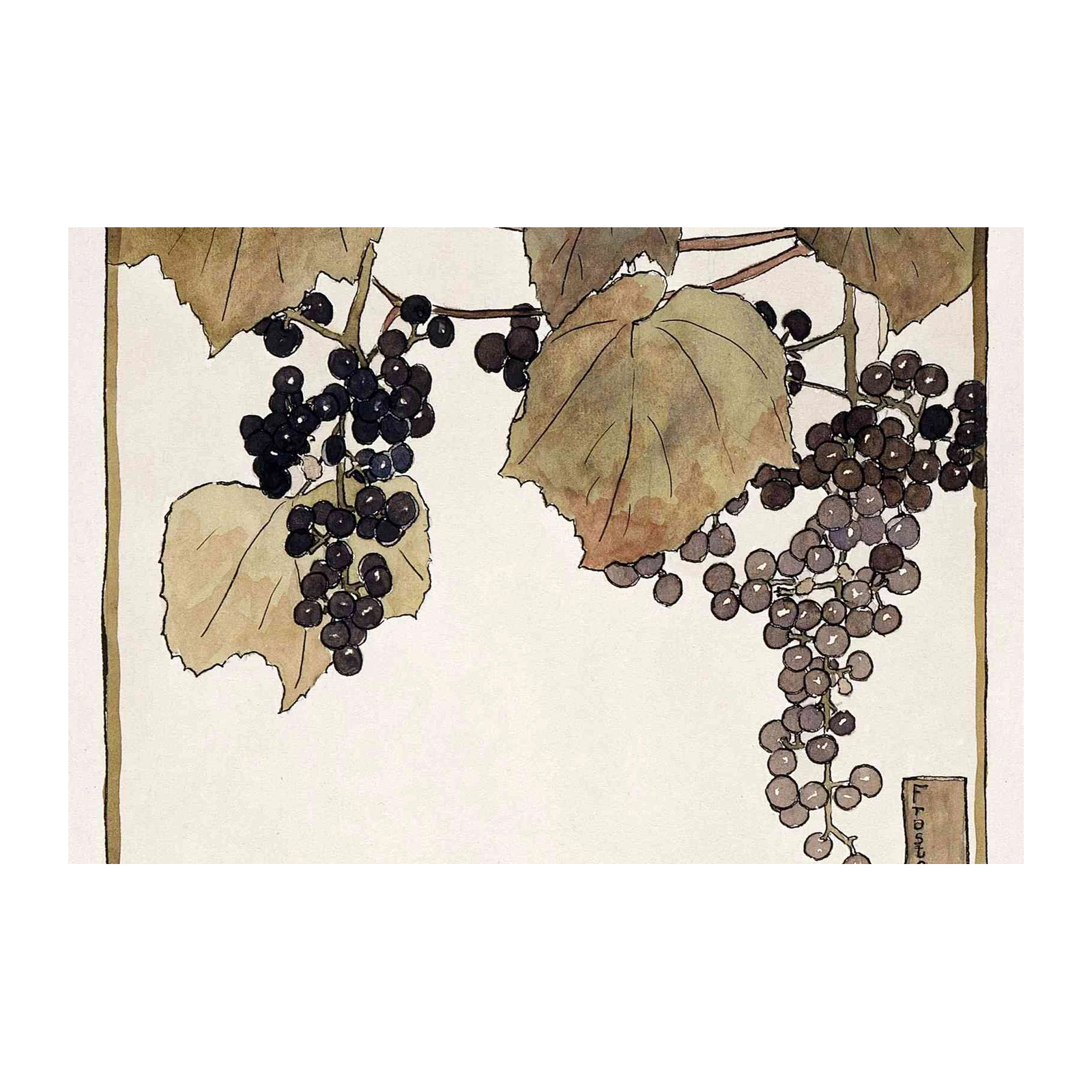 Elegant Grapes Botanical Art Wall Art