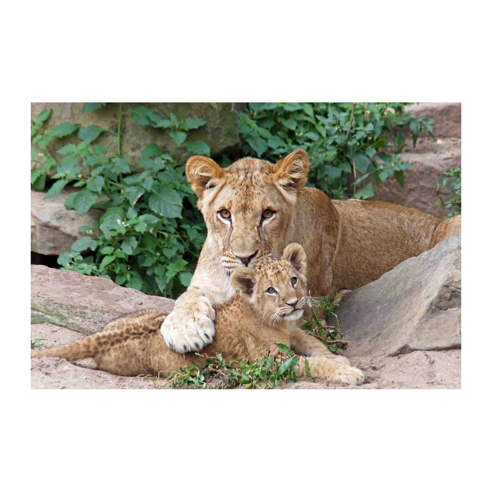 Majestic Lioness & Cub Wildlife Wall Art