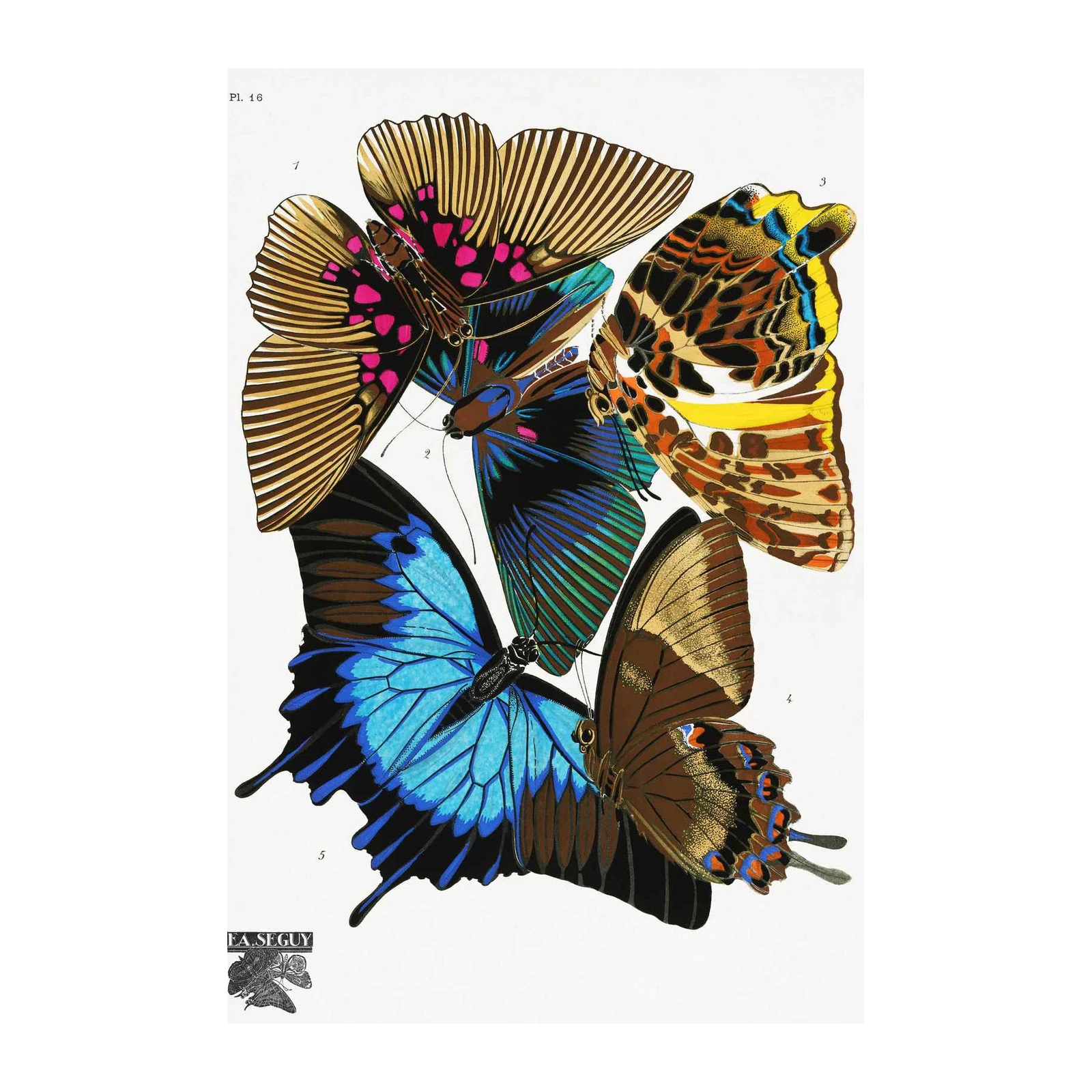 Vibrant Butterfly Collection Art Wall Art