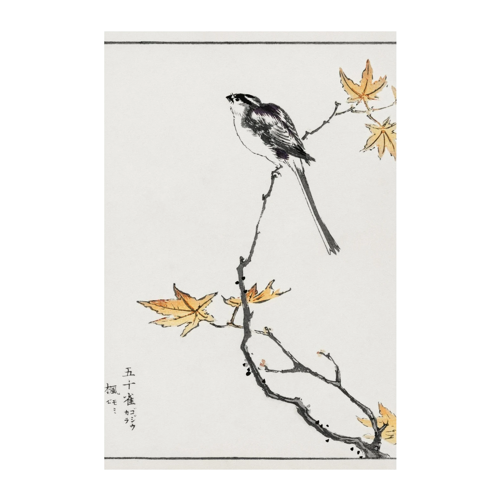 Elegant Long-tailed Tit & Maple Leaf Wall Art