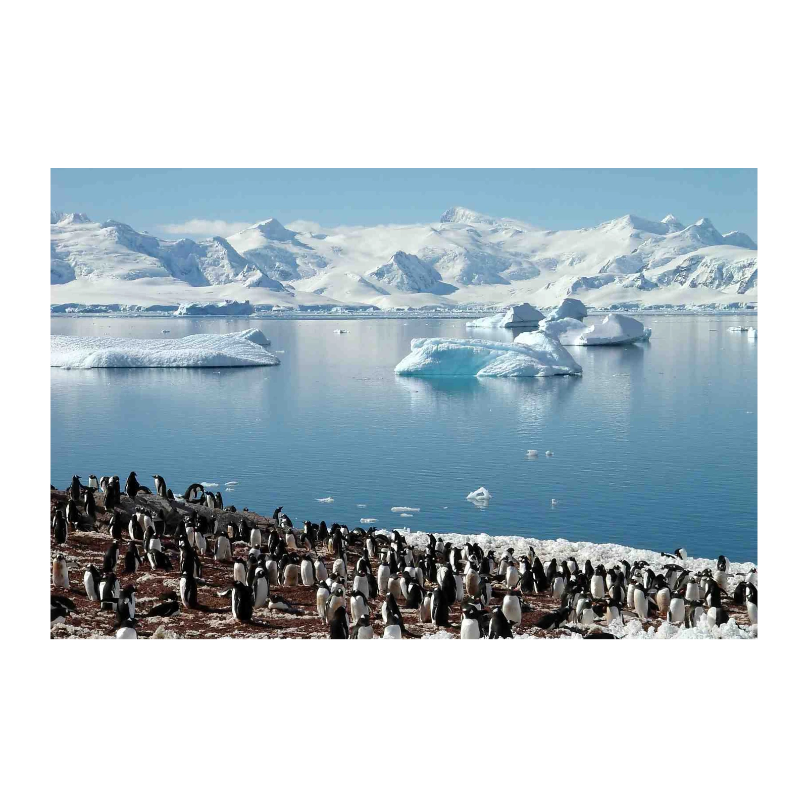 Penguin Colony Antarctica Wall Art