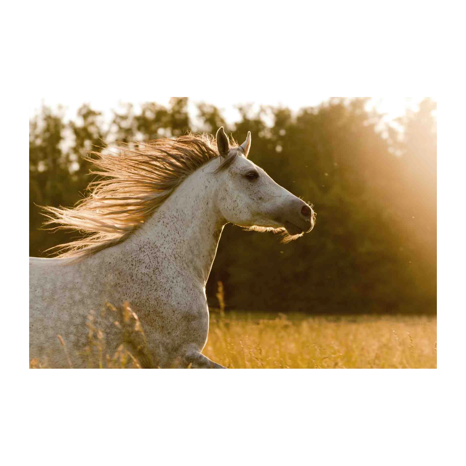 Majestic White Horse Running - Golden Hour Wall Art