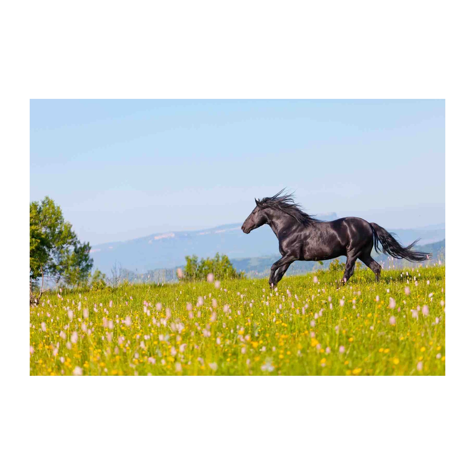 Majestic Black Stallion Running Field Wall Art