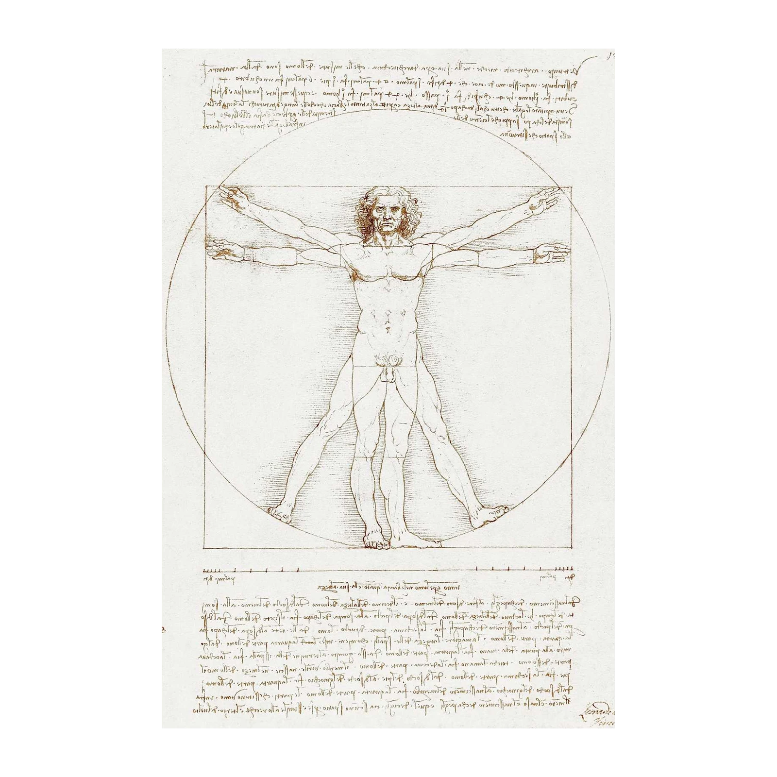 Vitruvian Man Leonardo Da Vinci Wall Art
