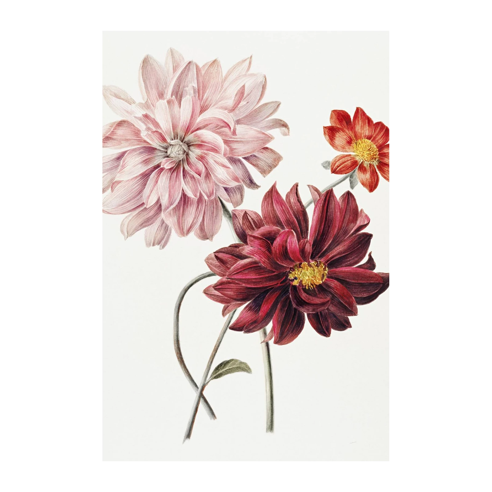Botanical Dahlia Floral Art Wall Art