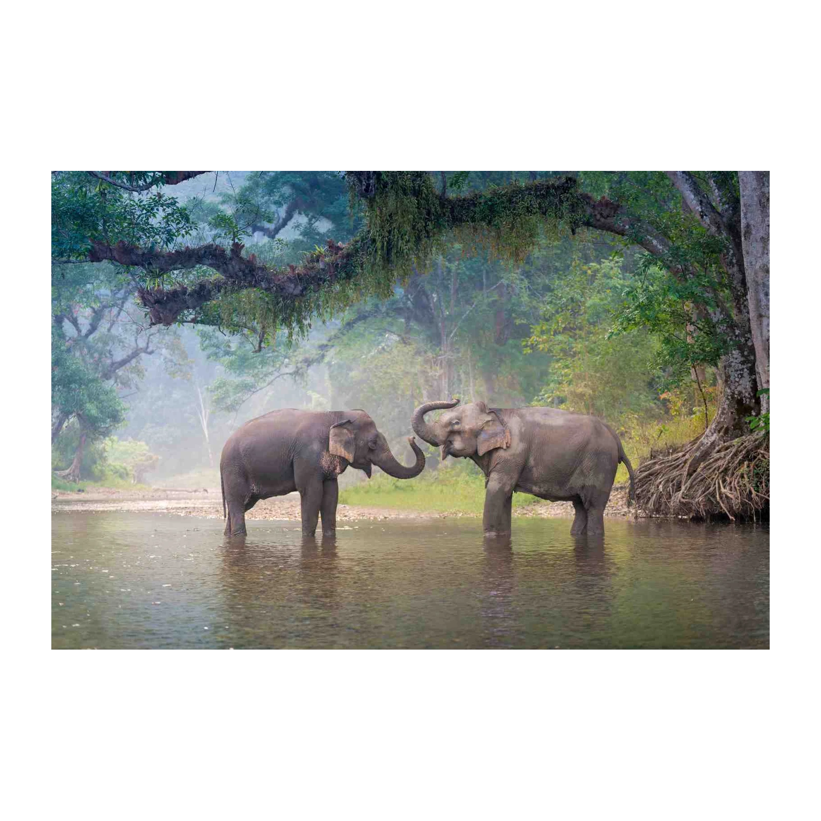Gentle Giants Elephant Embrace Wall Art