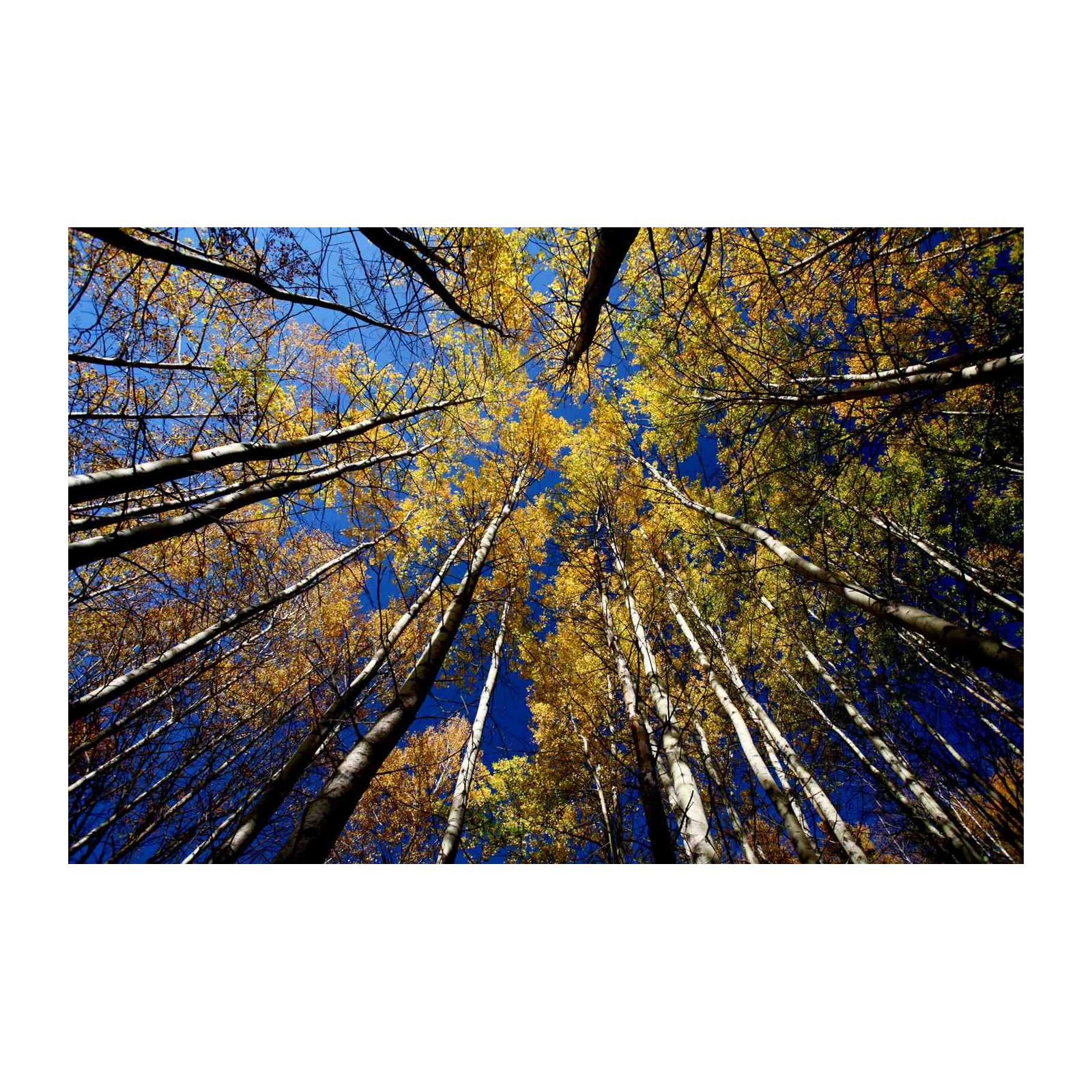 Golden Aspen Forest Canopy Wall Art