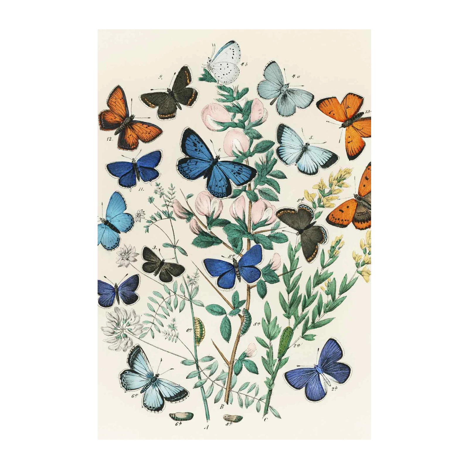 Vintage Butterfly Botanical Art Wall Art