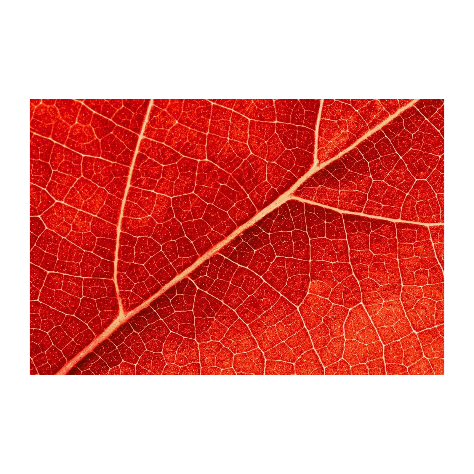 Vibrant Red Leaf Macro Wall Art