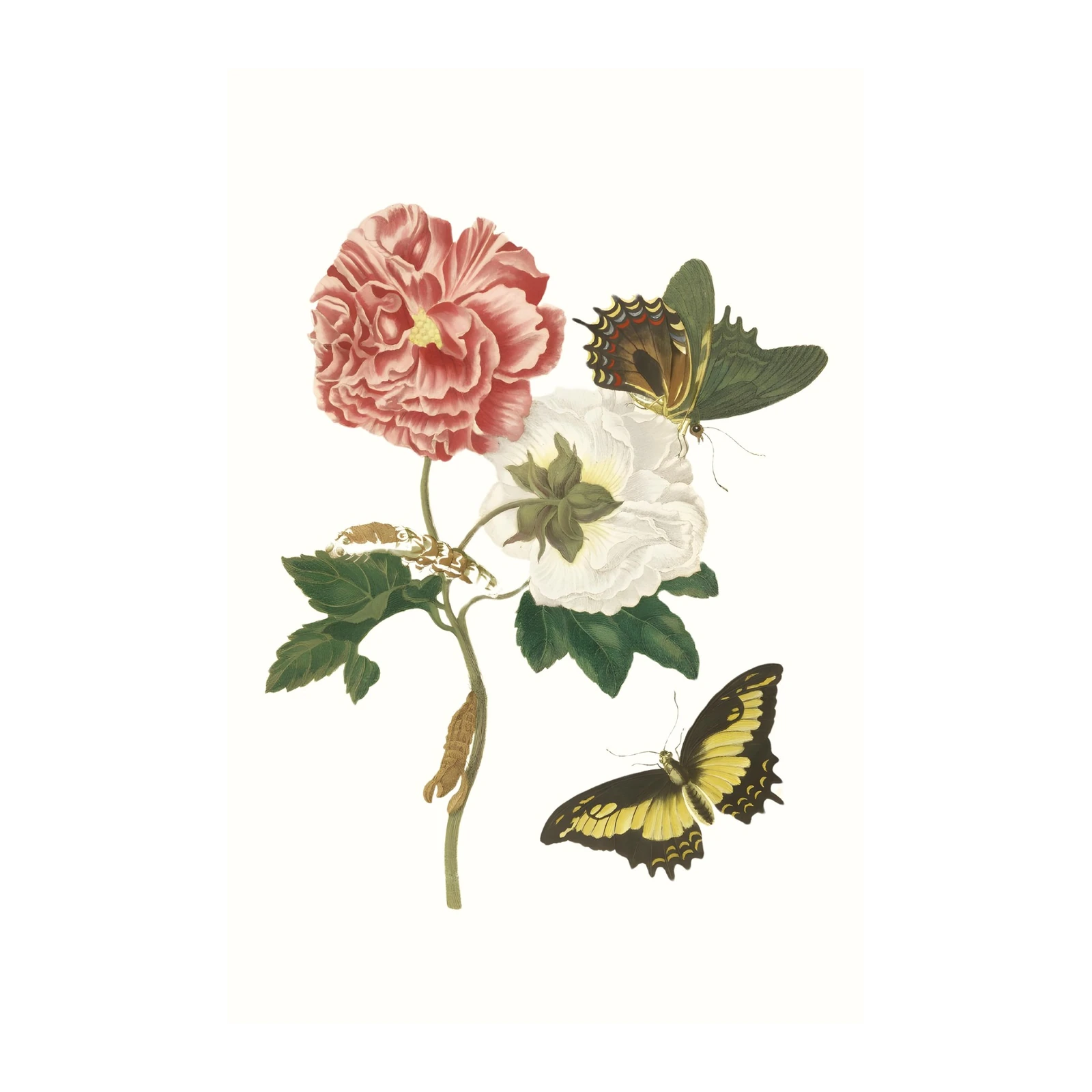 Vintage Botanical Floral & Butterfly Wall Art