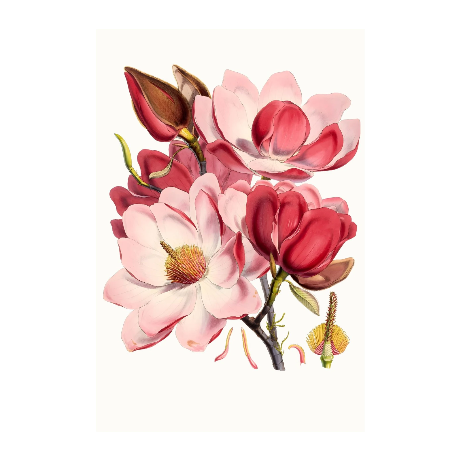 Vintage Magnolia Blossom Wall Art