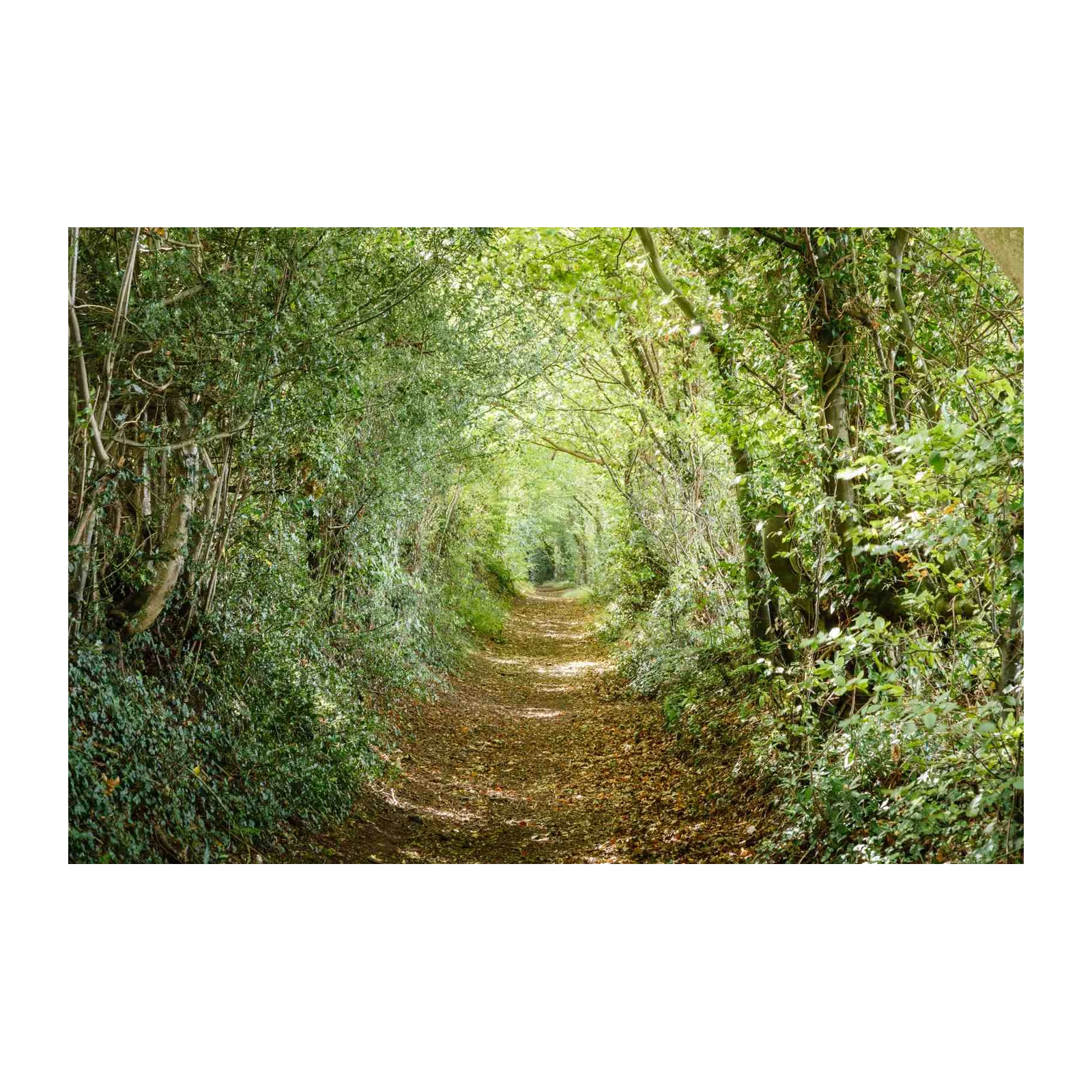Enchanting Forest Path Nature Landscape Wall Art