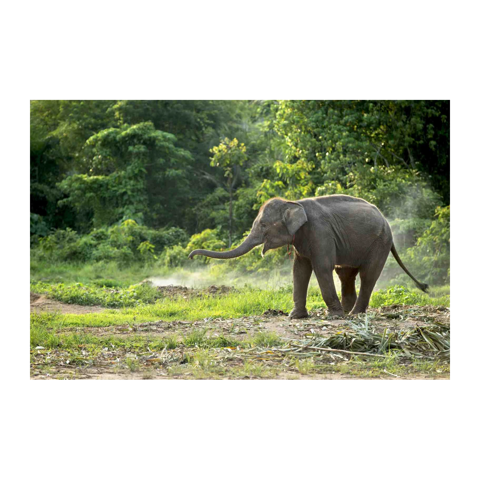 Majestic Elephant in Lush Jungle Wall Art