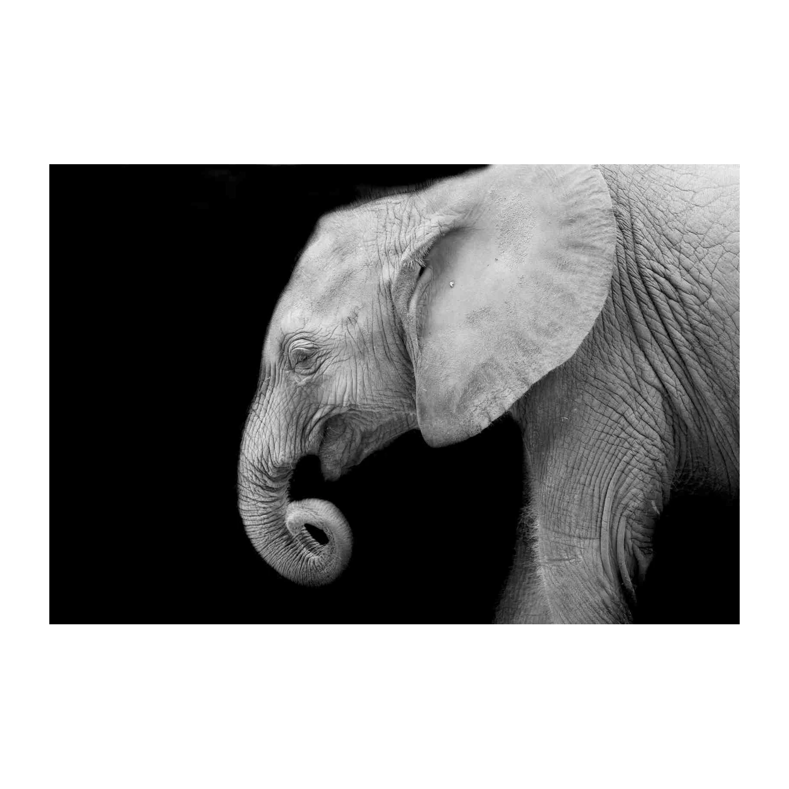 Majestic Elephant Portrait Black & White Wall Art