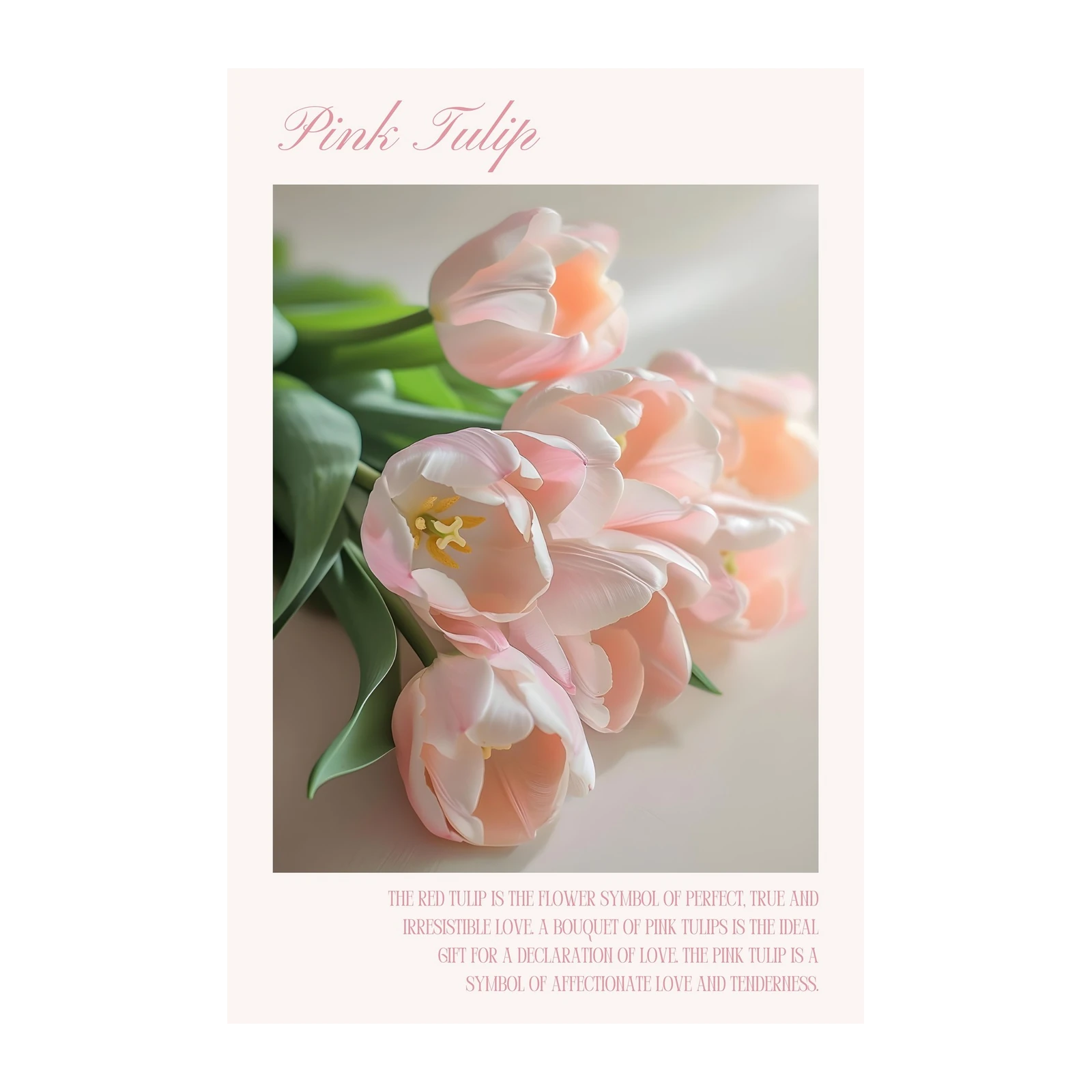 Soft Pink Tulips Still Life Wall Art