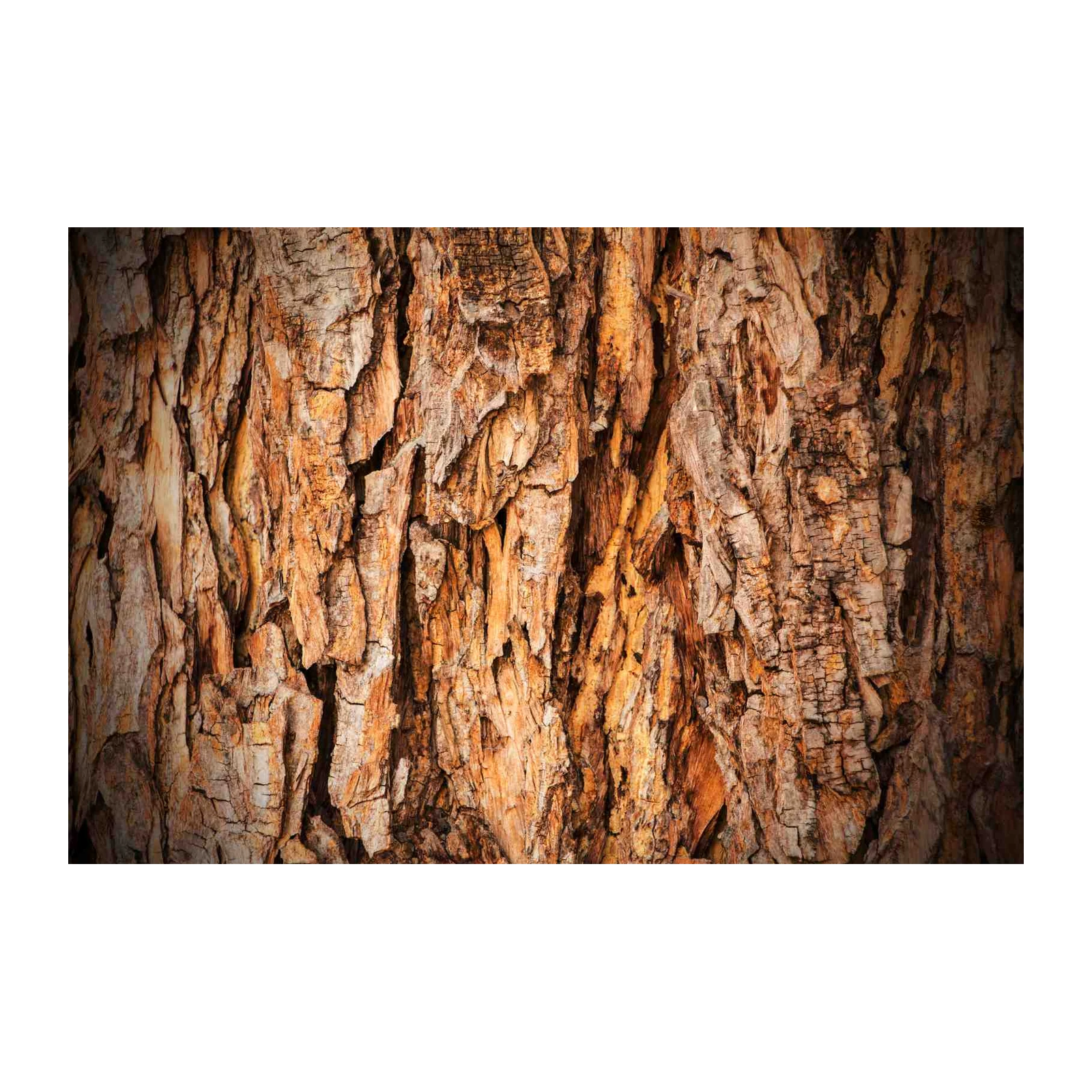 Rustic Tree Bark Texture Close-Up Wall Art