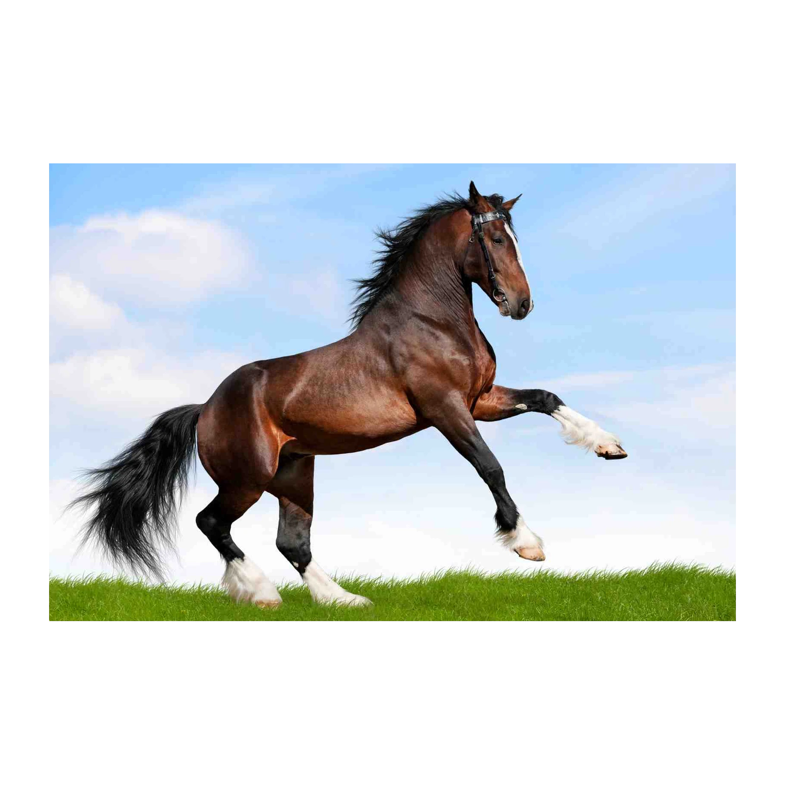 Majestic Brown Horse Rearing Wall Art