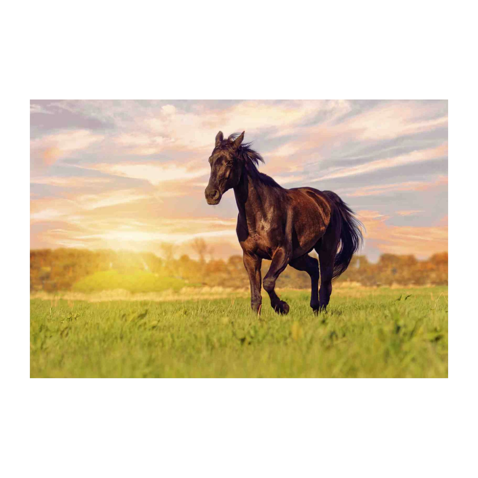 Majestic Black Horse Gallop Wall Art