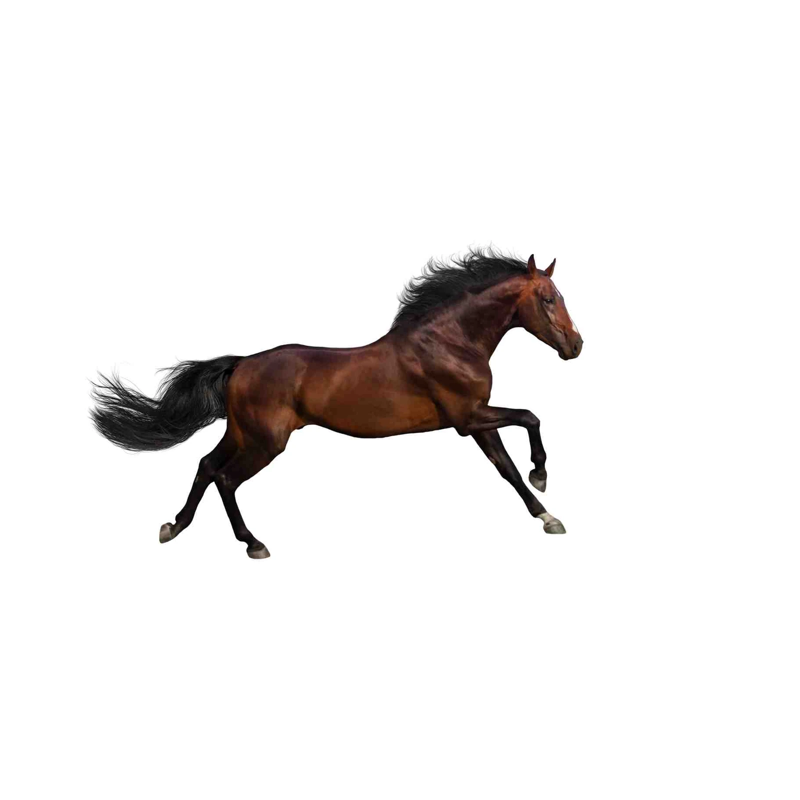 Majestic Brown Horse Galloping Wall Art