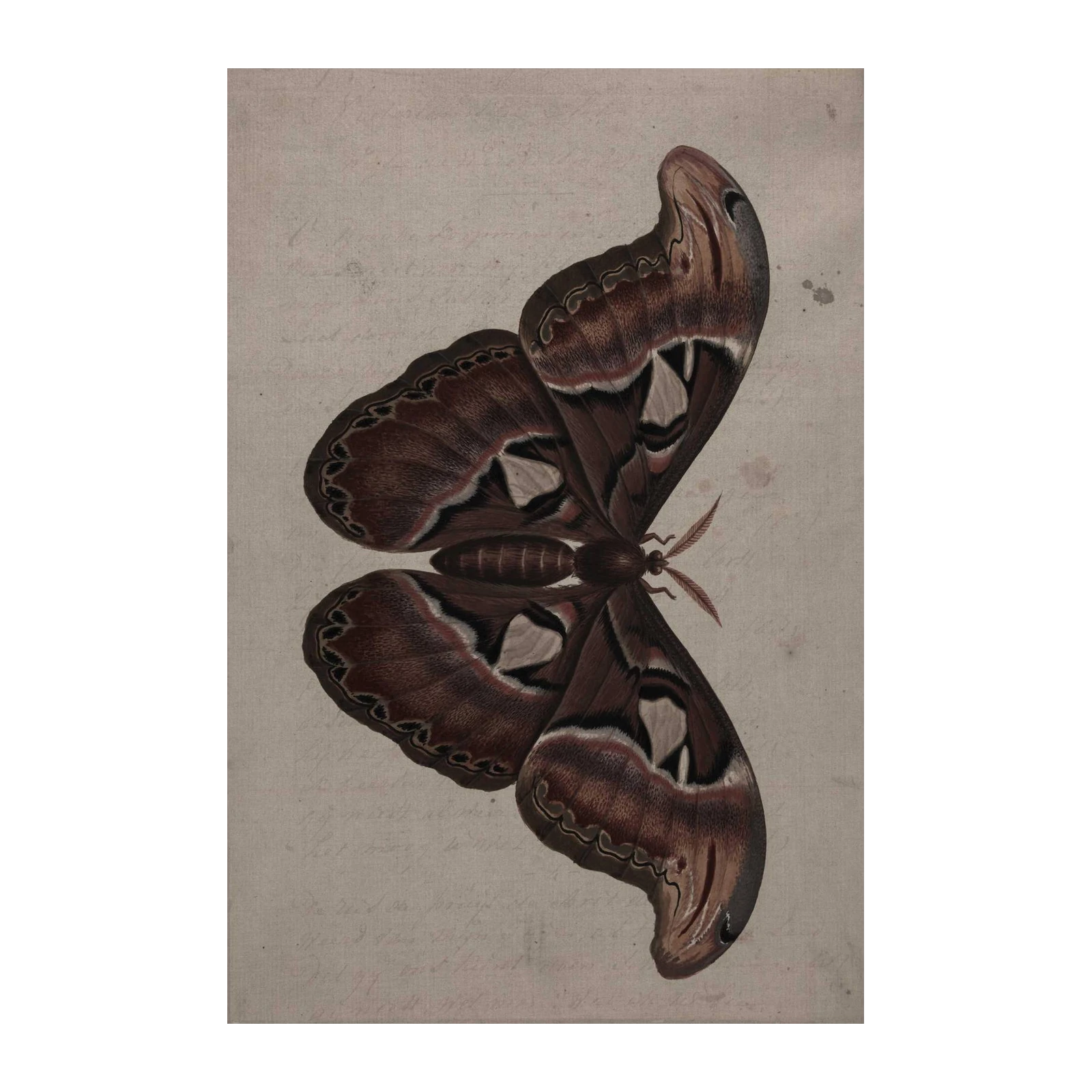 Vintage Atlas Moth Art Print | Elegant Nature Wall Art