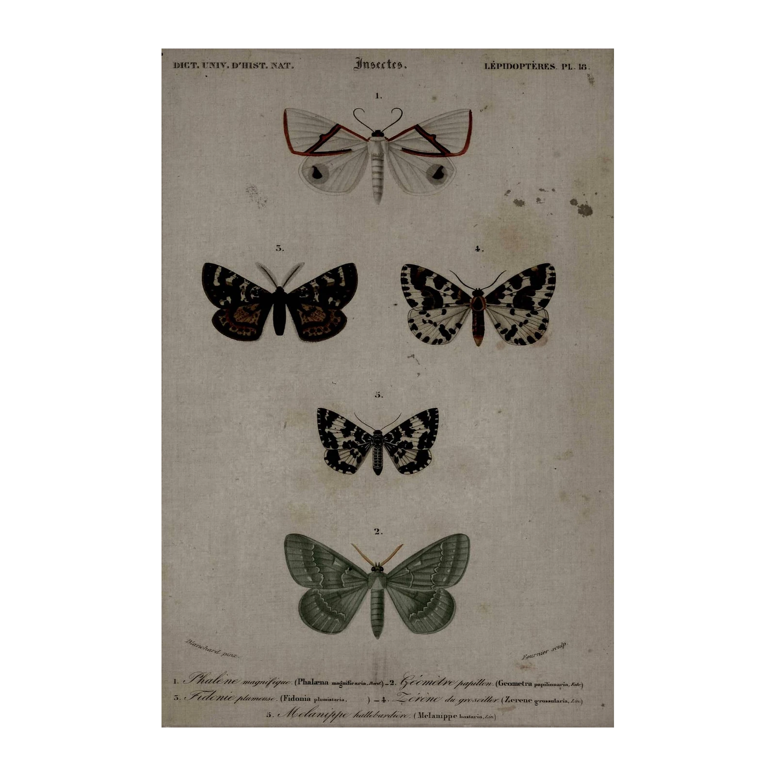 Vintage Moth & Butterfly Illustration Wall Art