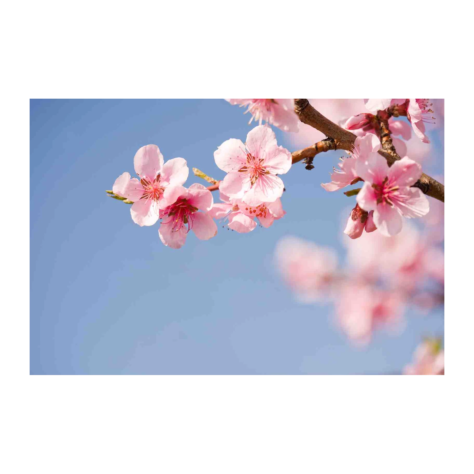 Blossoming Pink Cherry Blossom Branch Wall Art
