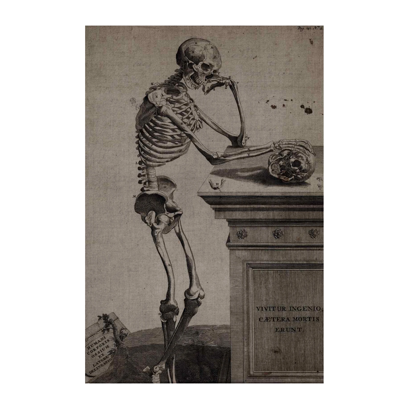 Vintage Anatomical Skeleton Thinking Wall Art