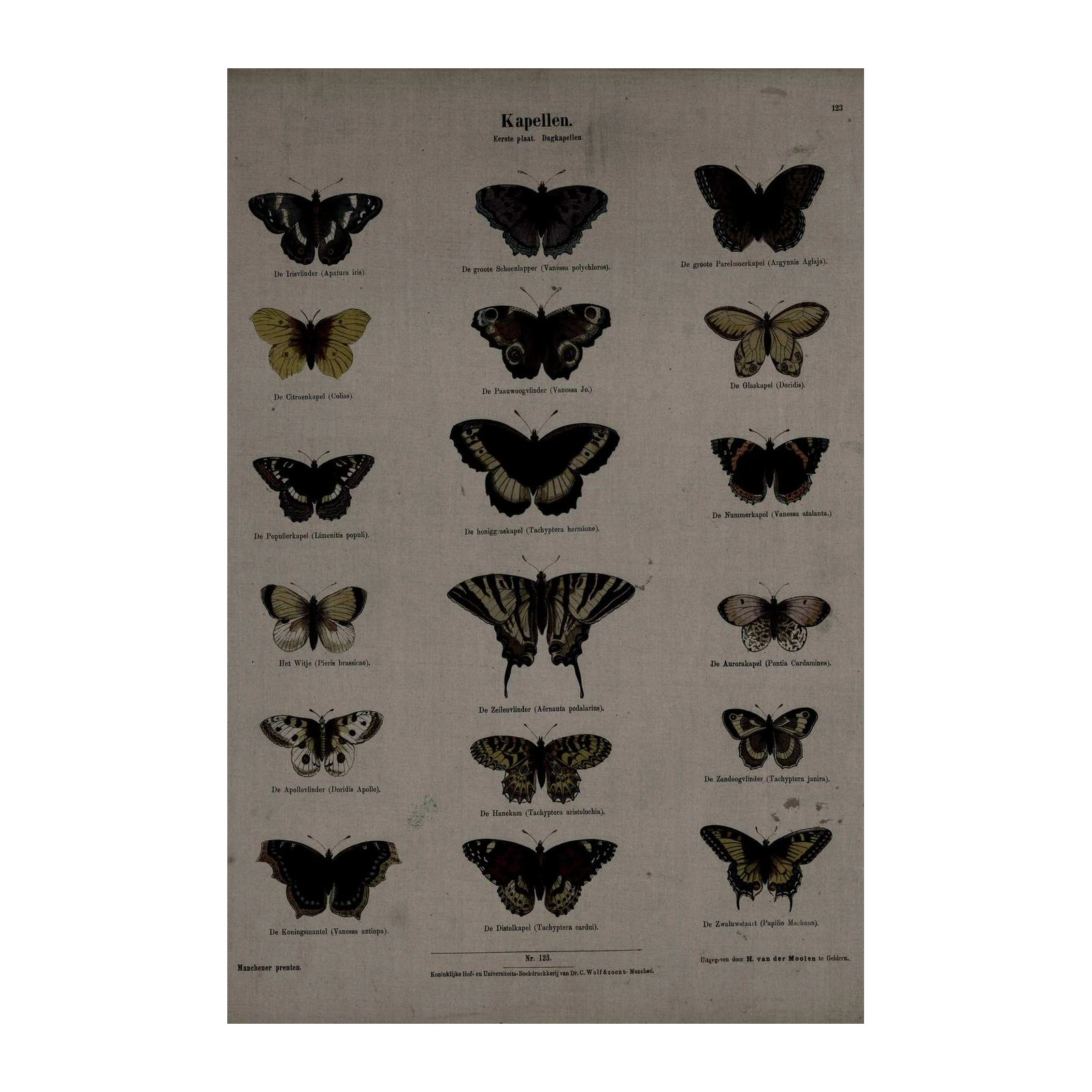 Vintage Butterfly Collection Wall Art Wall Art