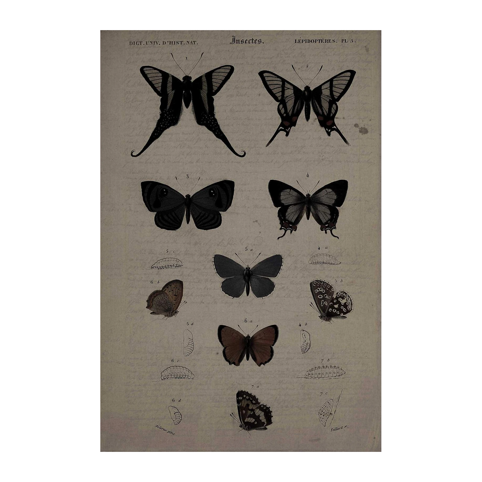Vintage Butterfly Scientific Illustration Wall Art