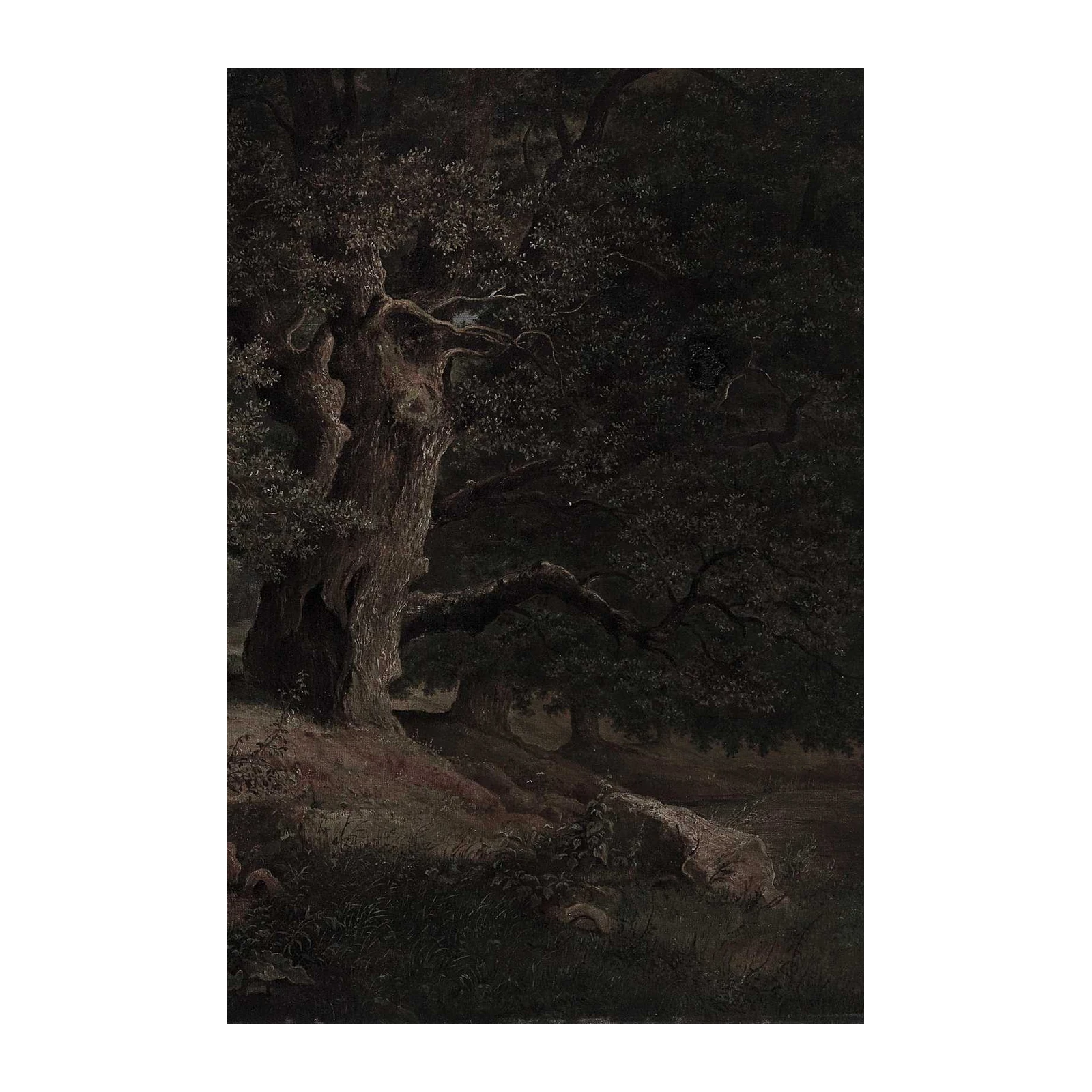Mysterious Forest Ancient Trees Wall Art