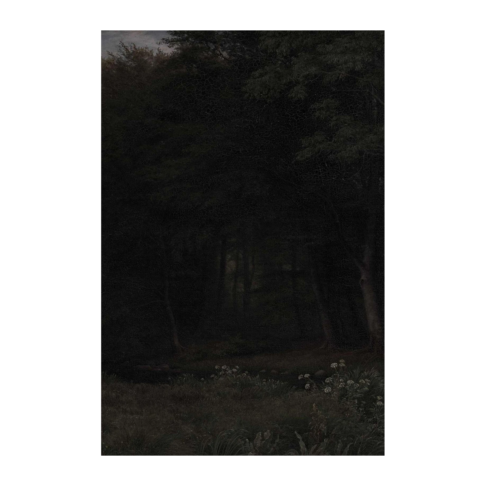 Mysterious Forest Glade Wall Art