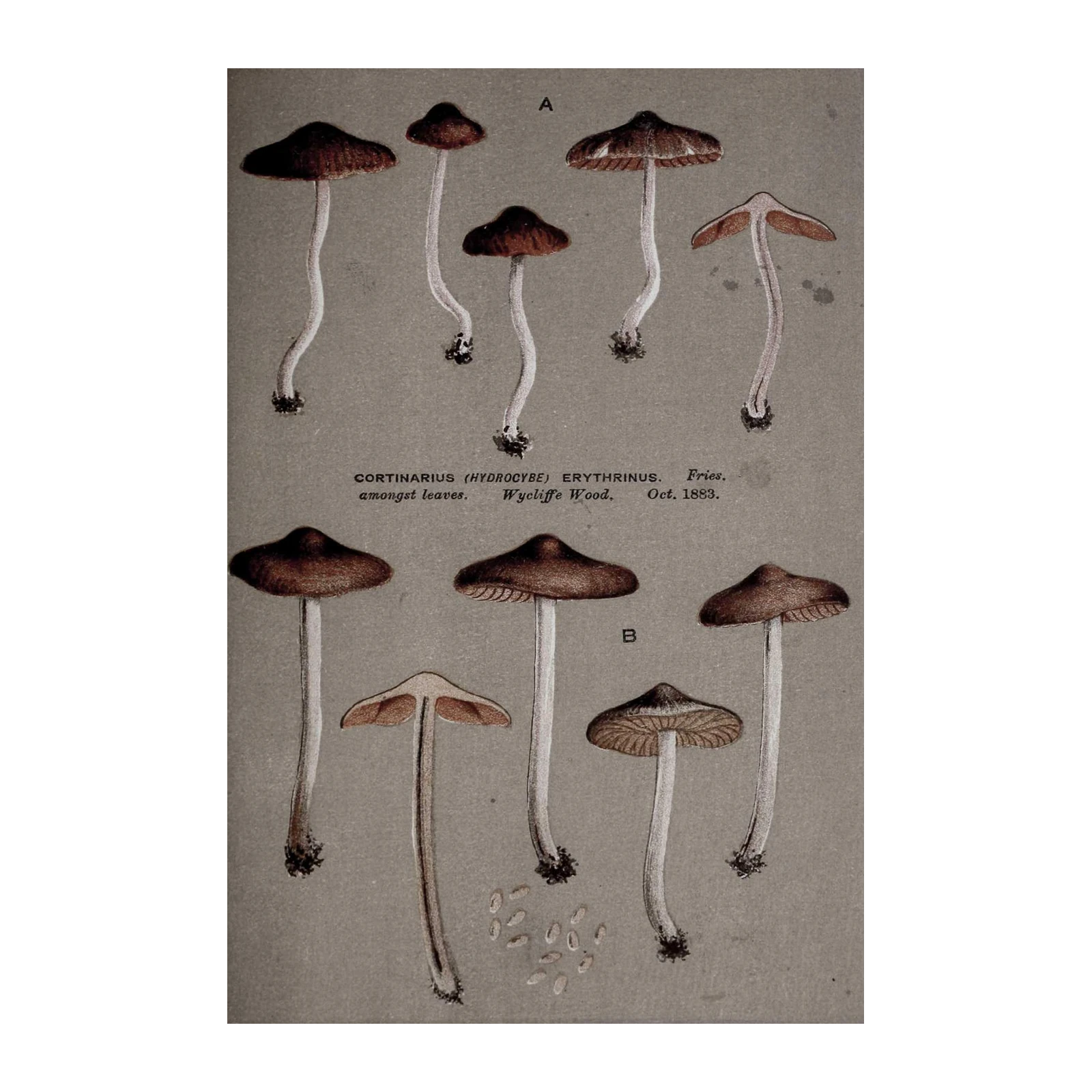 Vintage Mushroom Art Print Wall Art