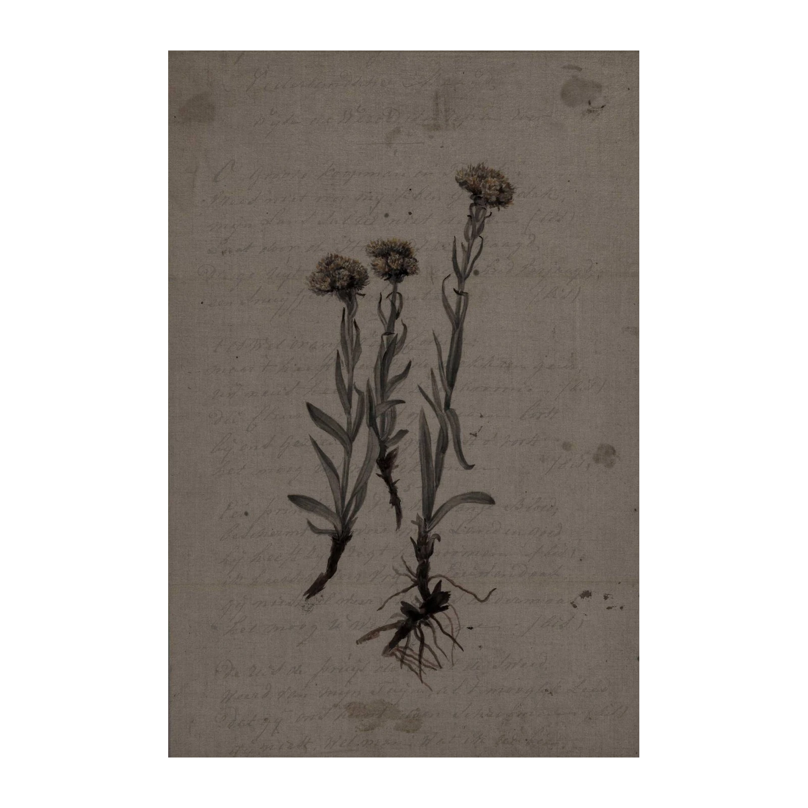 Vintage Botanical Floral Wall Art